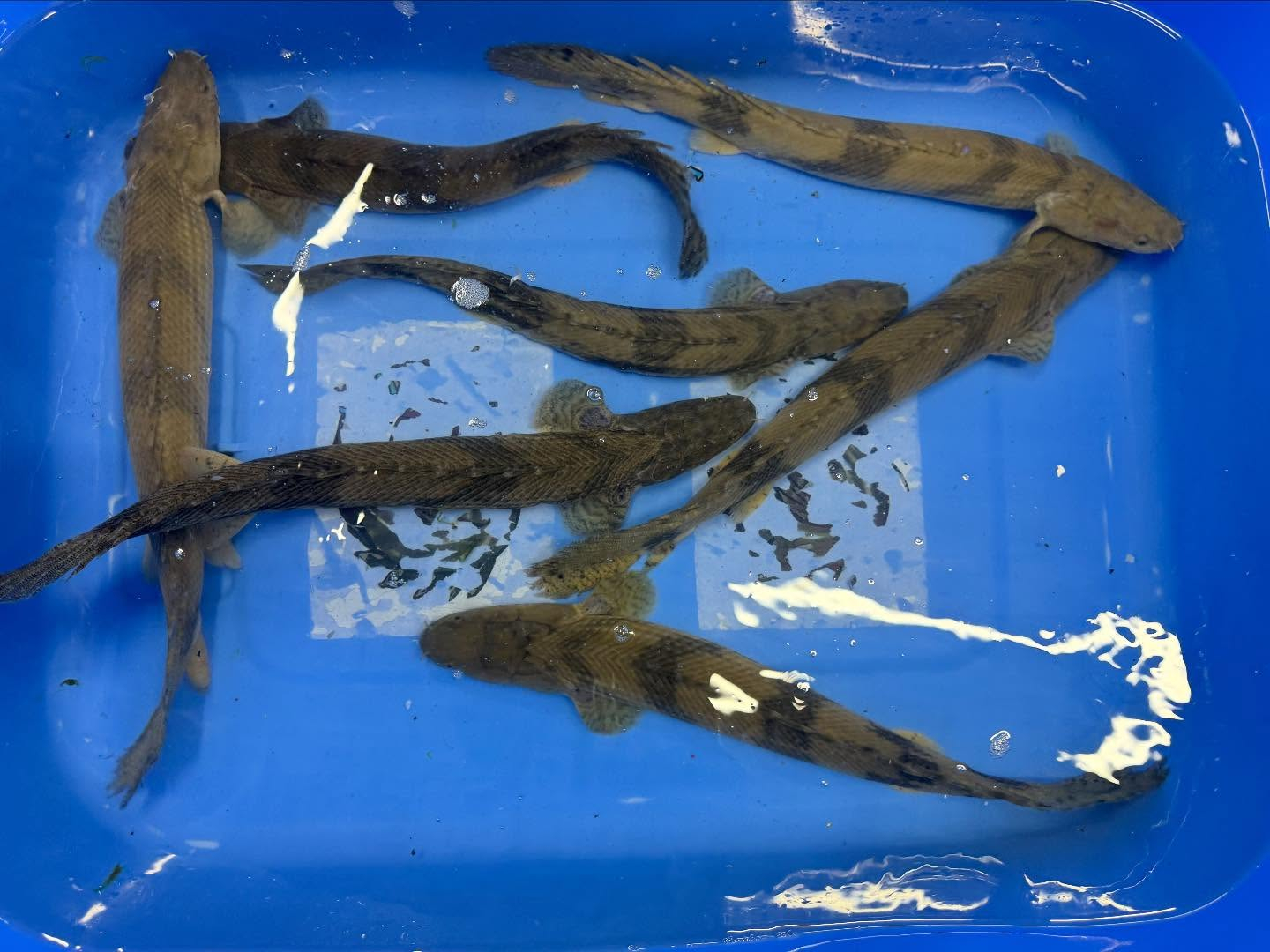 ギニアンポリプテルス入荷