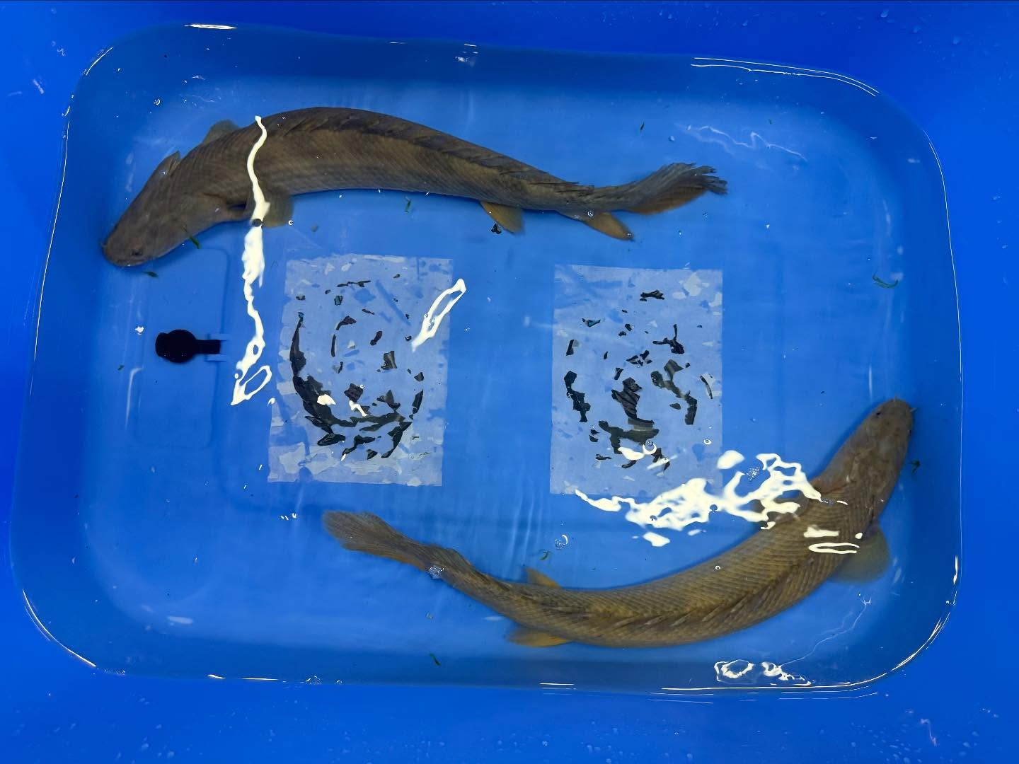 ギニアンポリプテルス入荷