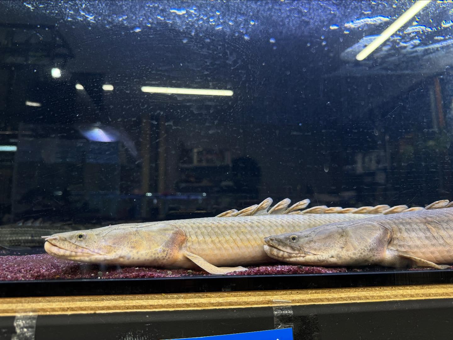 ギニアンポリプテルス入荷