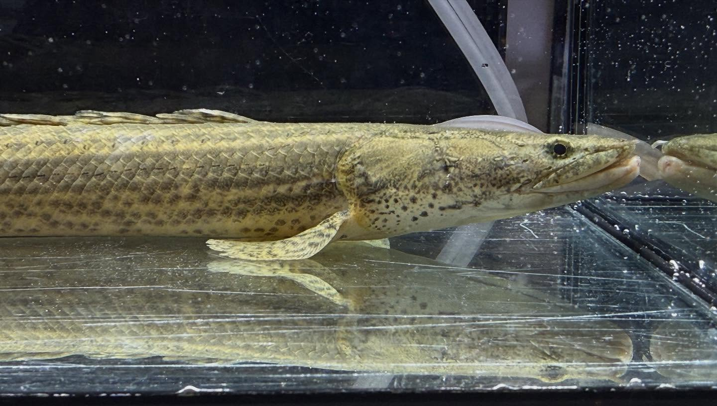 aquastyleg.base.shop/items/117...