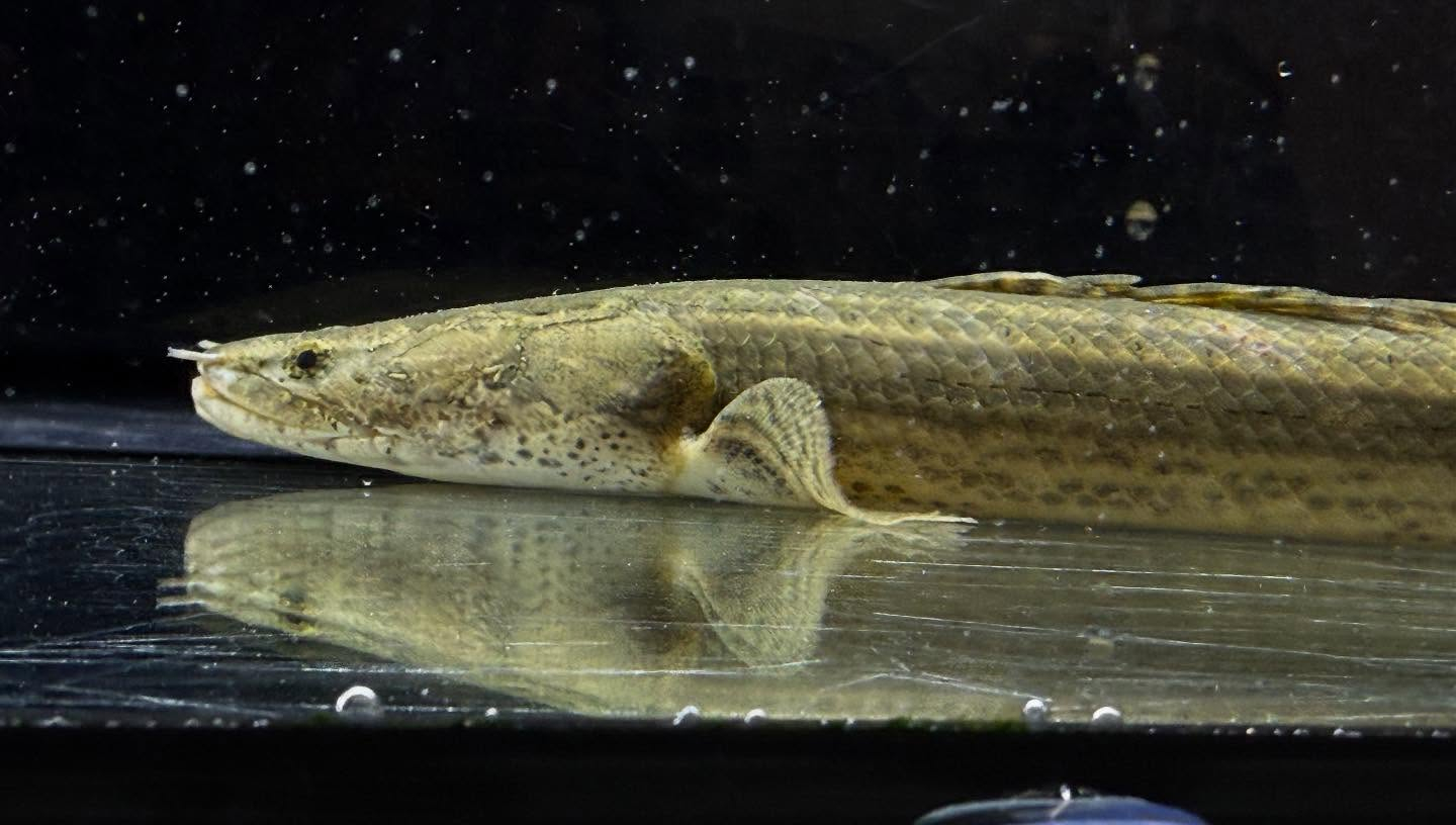 aquastyleg.base.shop/items/117...