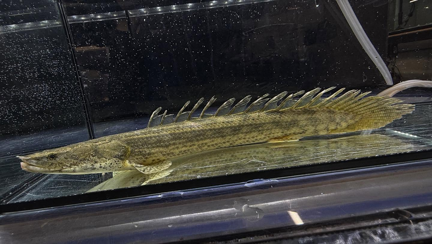 aquastyleg.base.shop/items/117...