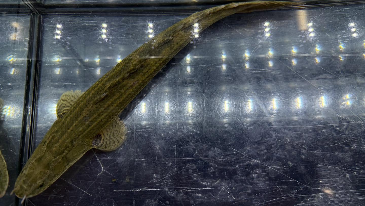 aquastyleg.base.shop/items/117...