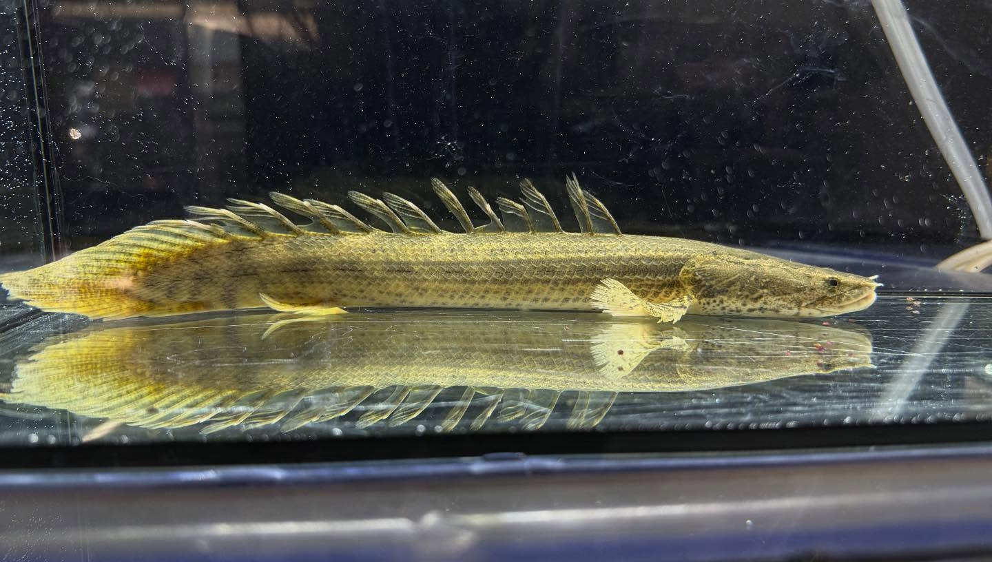 aquastyleg.base.shop/items/117...