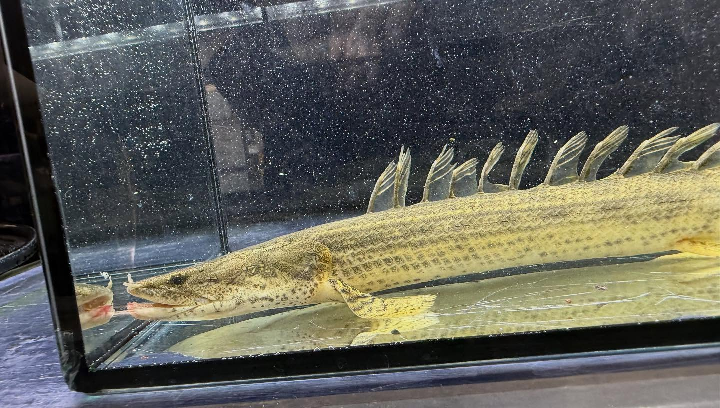 aquastyleg.base.shop/items/117...