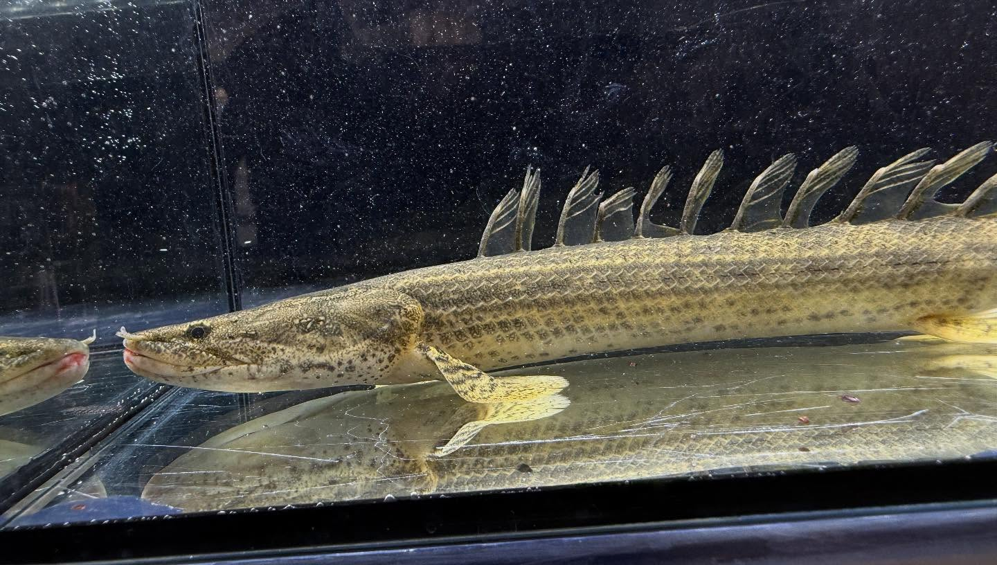 aquastyleg.base.shop/items/117...