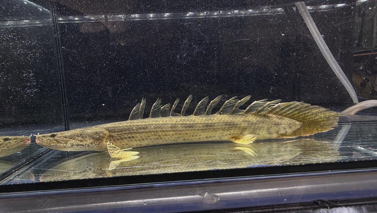 aquastyleg.base.shop/items/117...