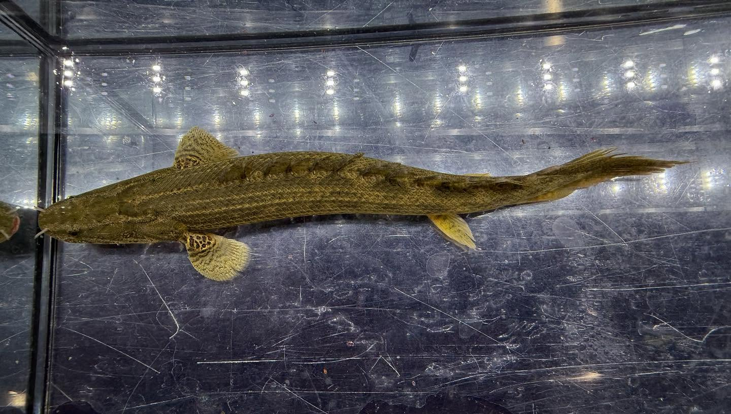 aquastyleg.base.shop/items/117...