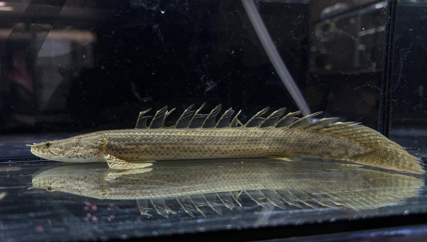 aquastyleg.base.shop/items/117...