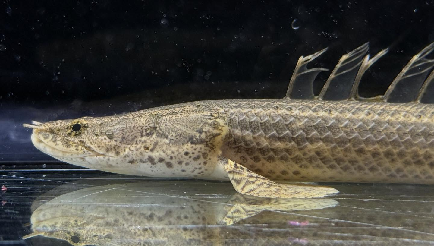 aquastyleg.base.shop/items/117...