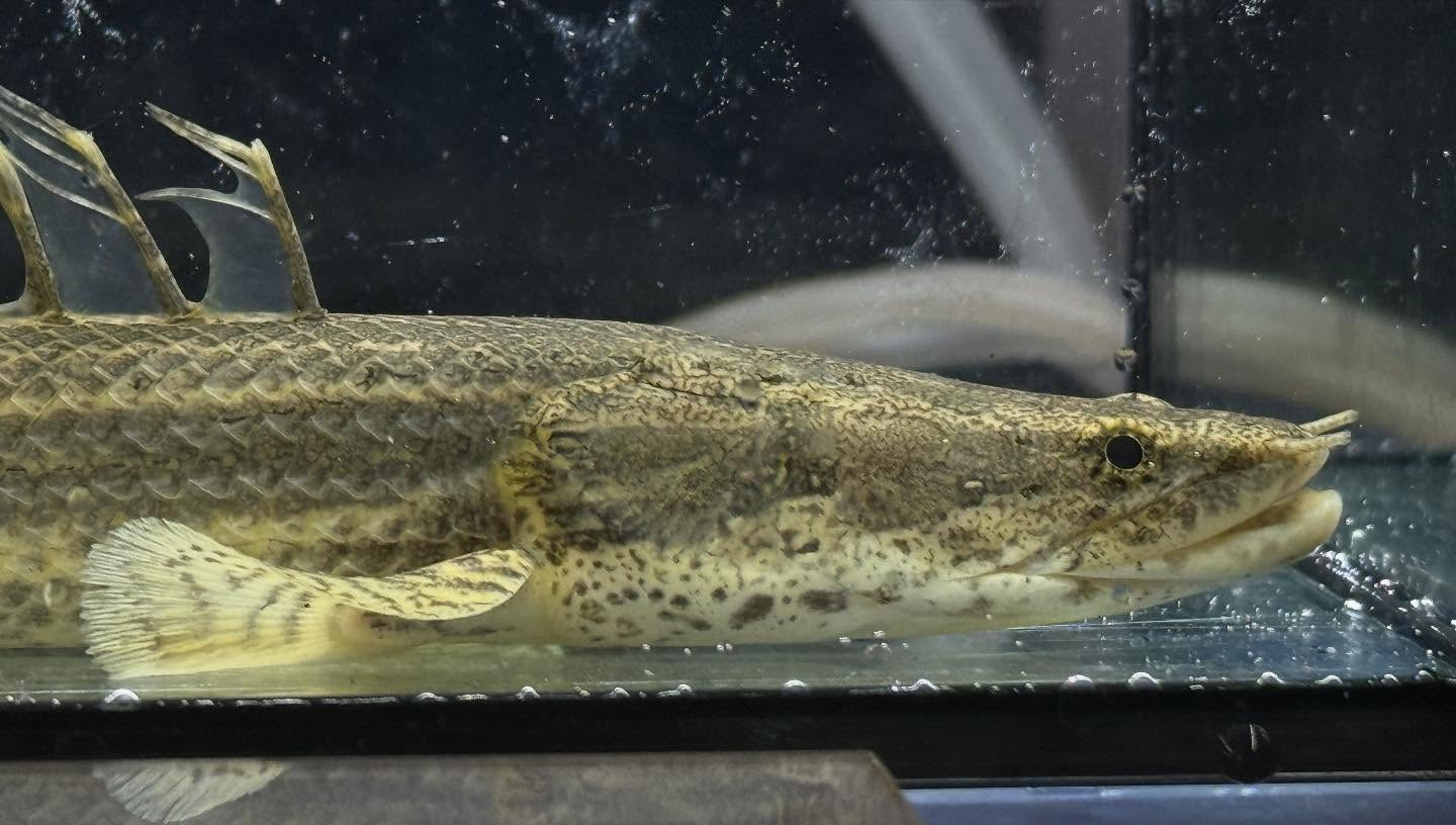 aquastyleg.base.shop/items/117...