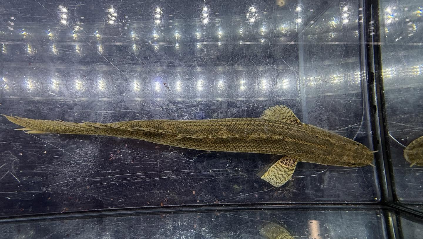 aquastyleg.base.shop/items/117...