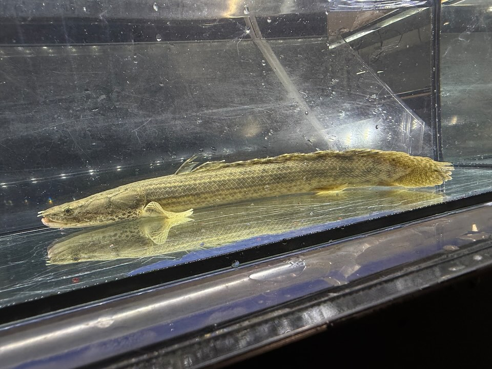 Po.ビキールsp.コウロントン ギニア 30up  ⑥31cm