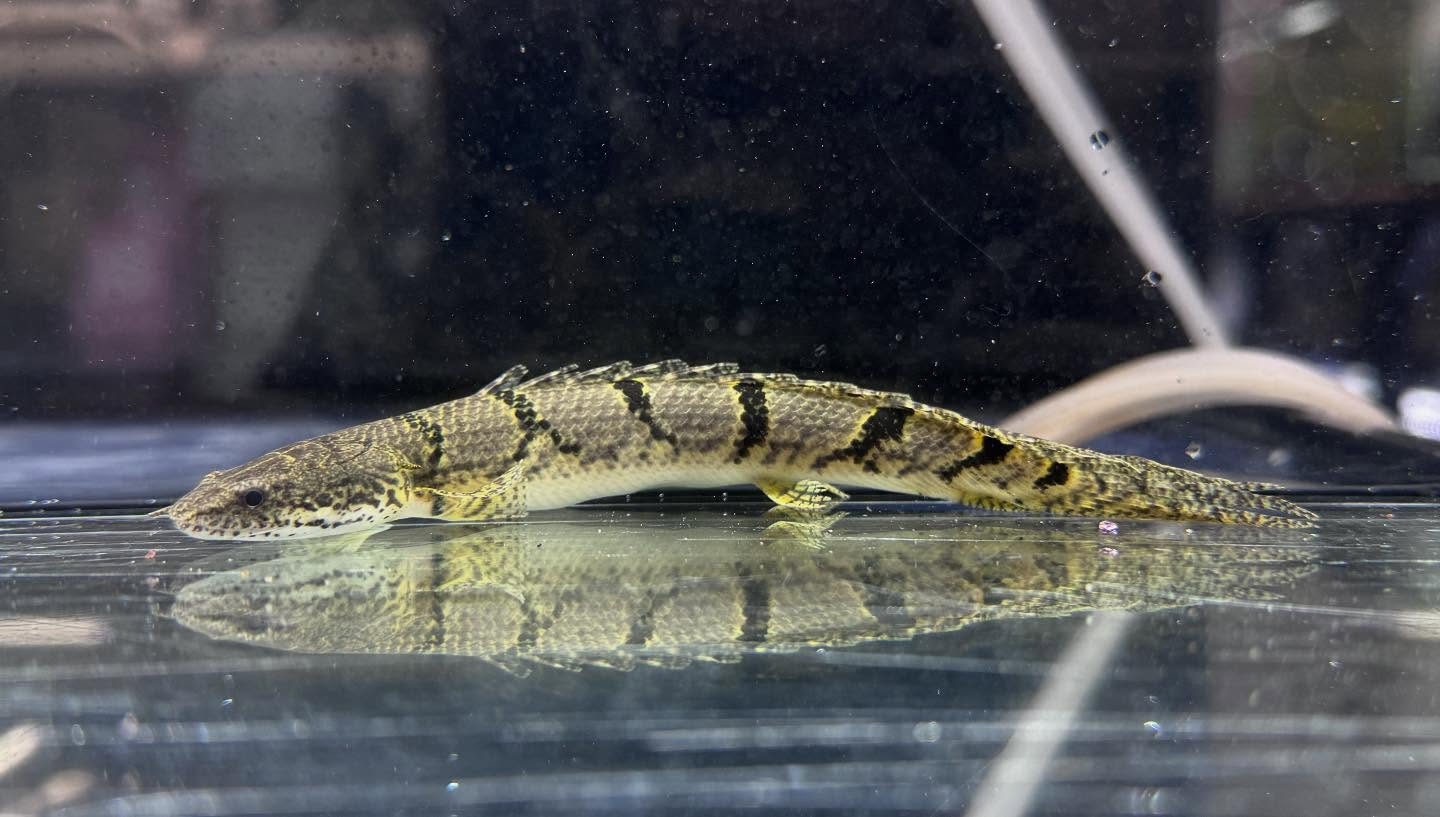 aquastyleg.base.shop/items/116...