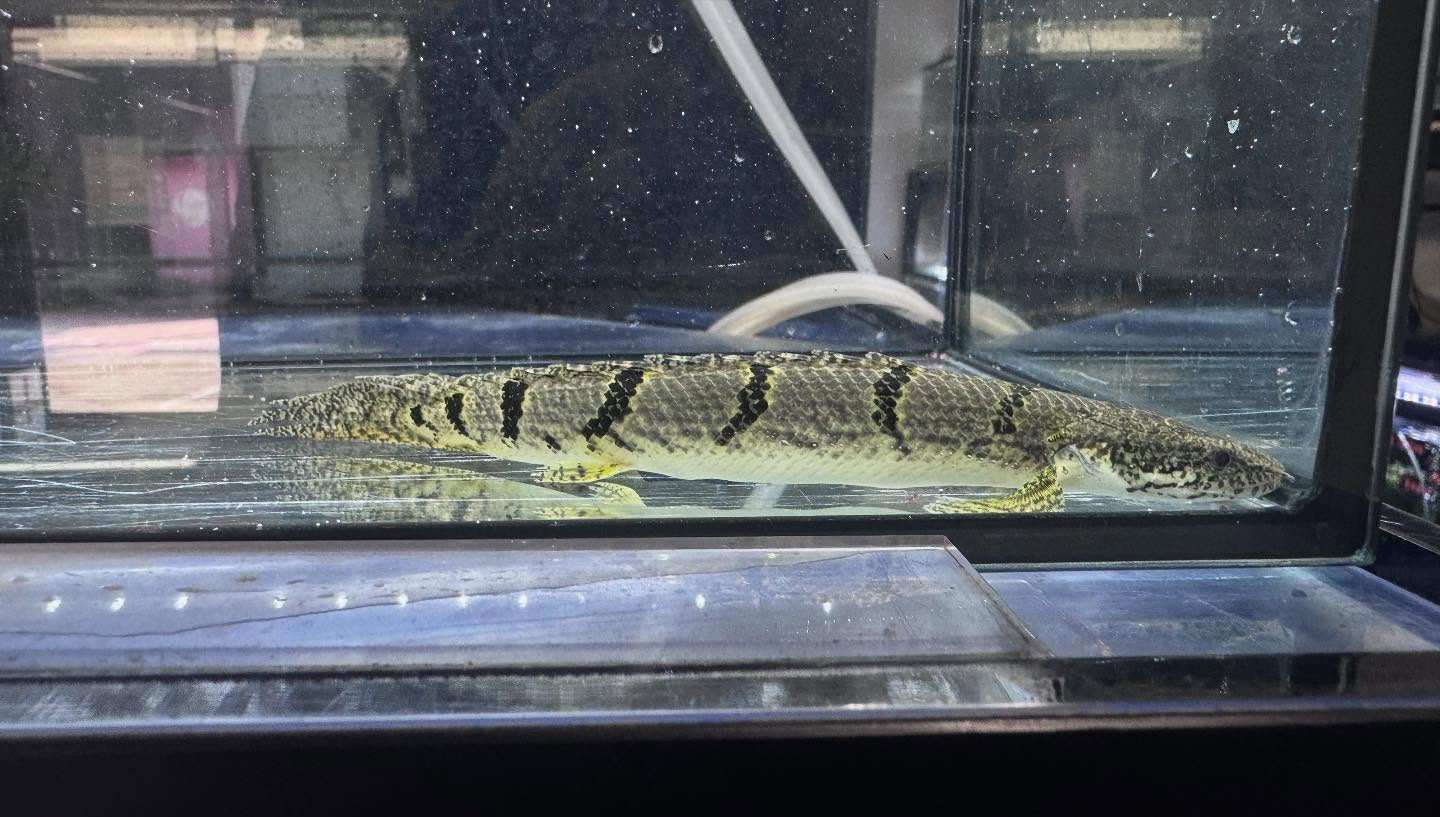 aquastyleg.base.shop/items/116...