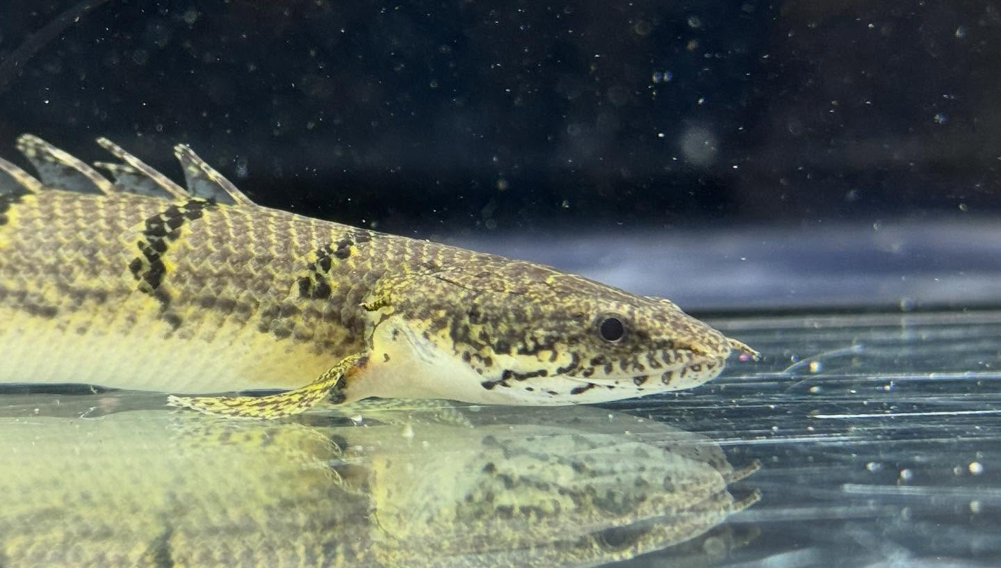 aquastyleg.base.shop/items/116...