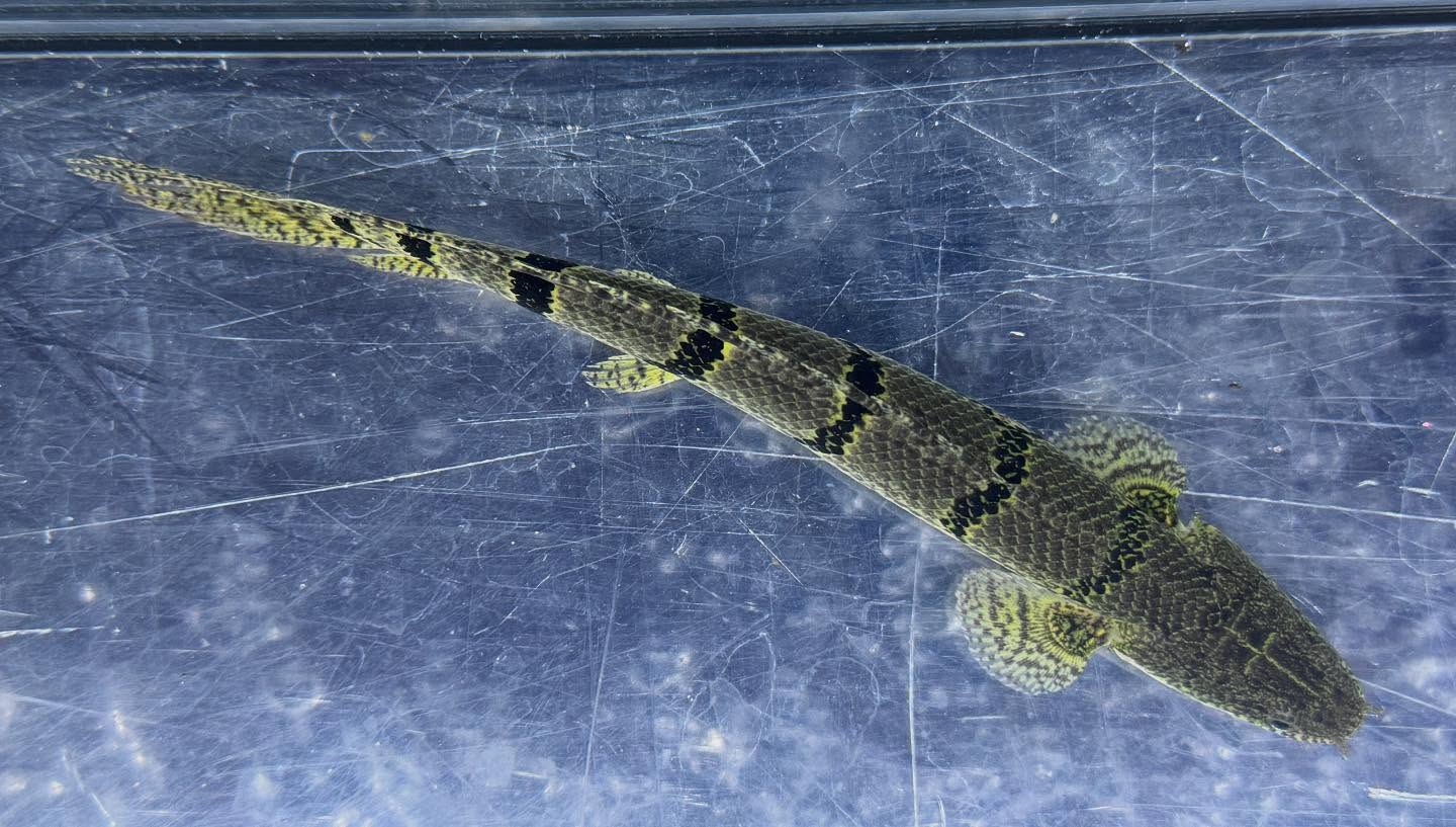 aquastyleg.base.shop/items/116...