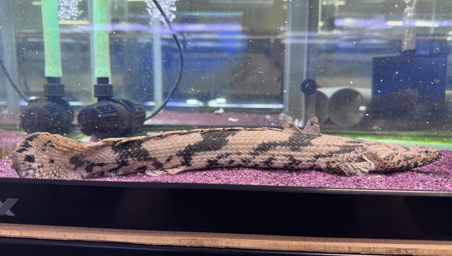 aquastyleg.base.shop/items/118...