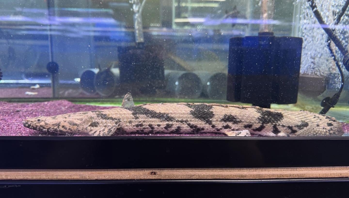 aquastyleg.base.shop/items/118...