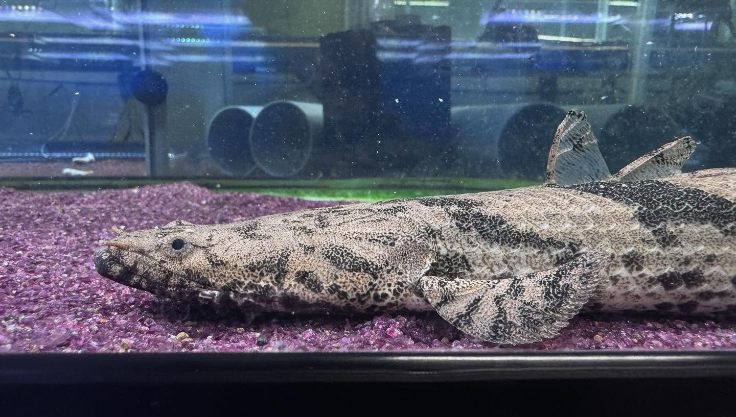 aquastyleg.base.shop/items/118...