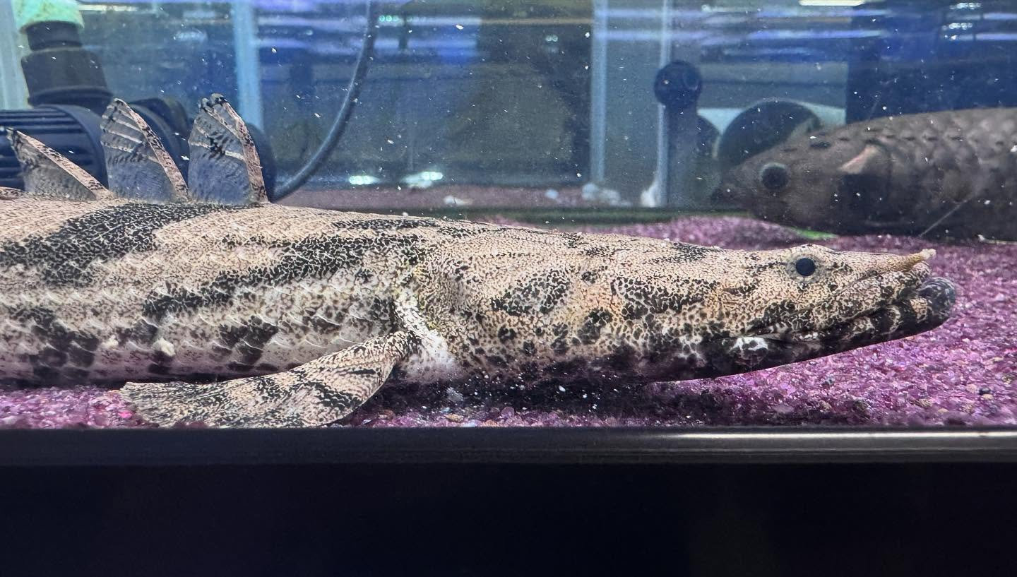 aquastyleg.base.shop/items/118...