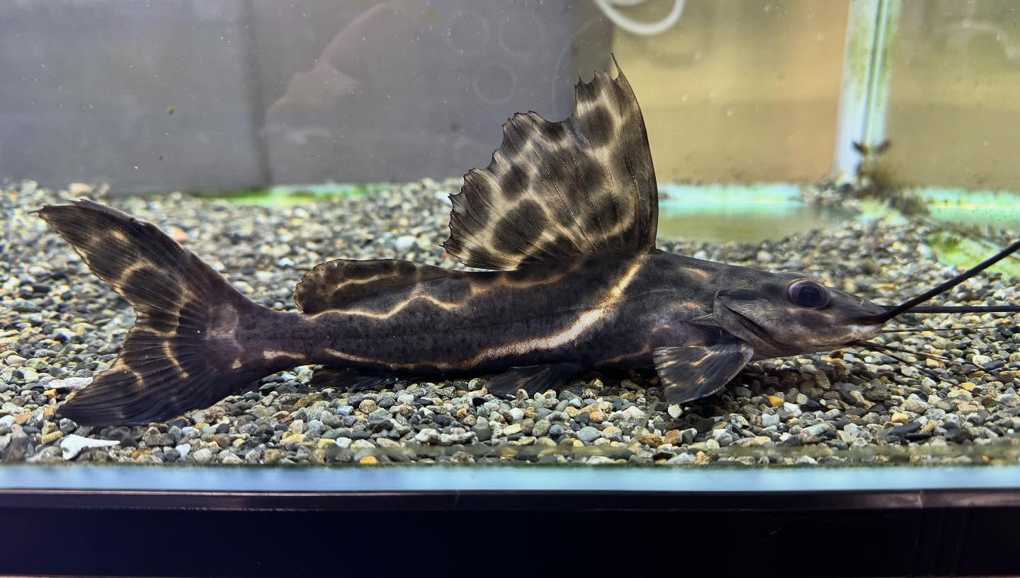 aquastyleg.base.shop/items/117...