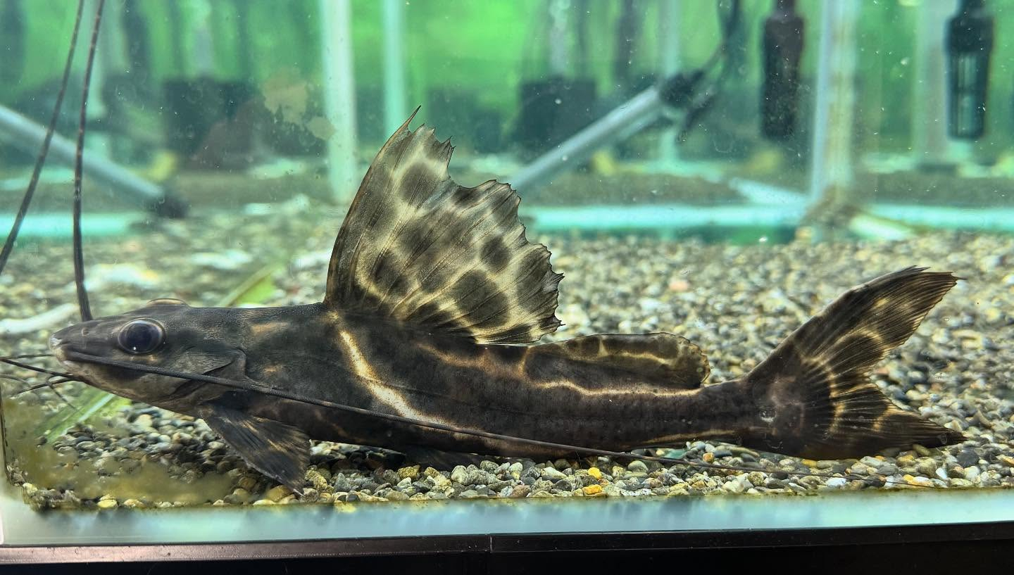 aquastyleg.base.shop/items/117...