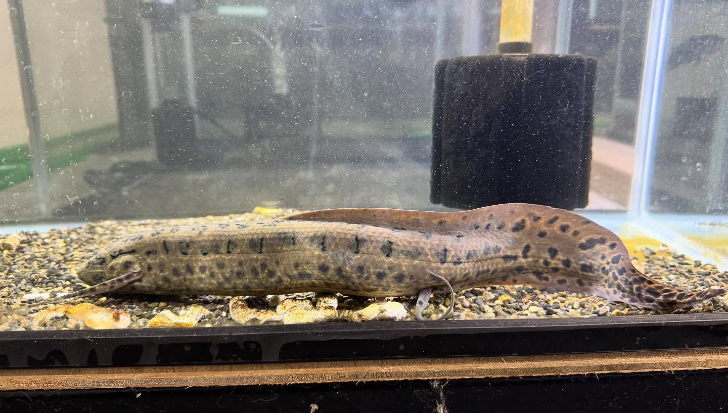 aquastyleg.base.shop/items/108...