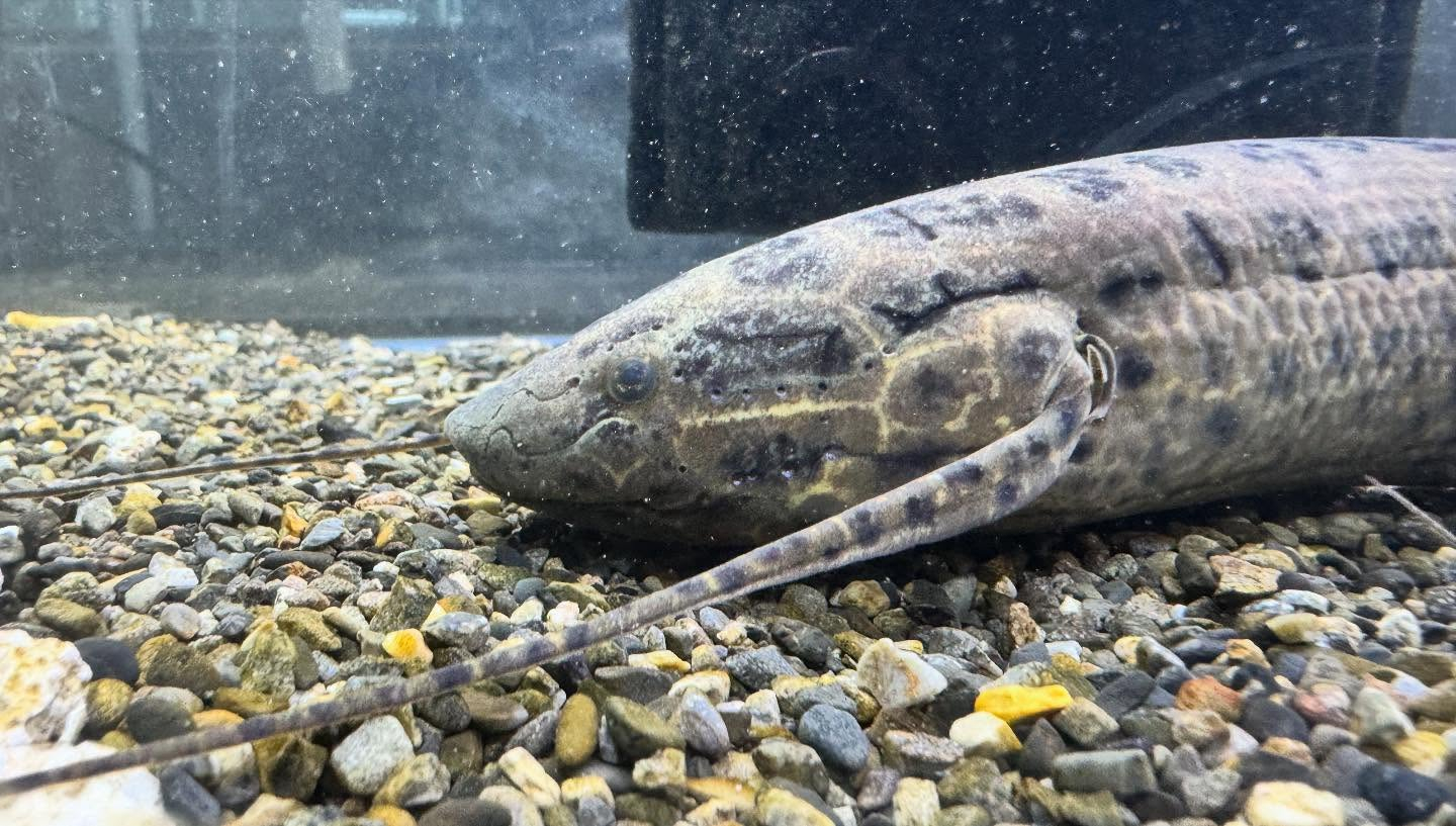 aquastyleg.base.shop/items/108...