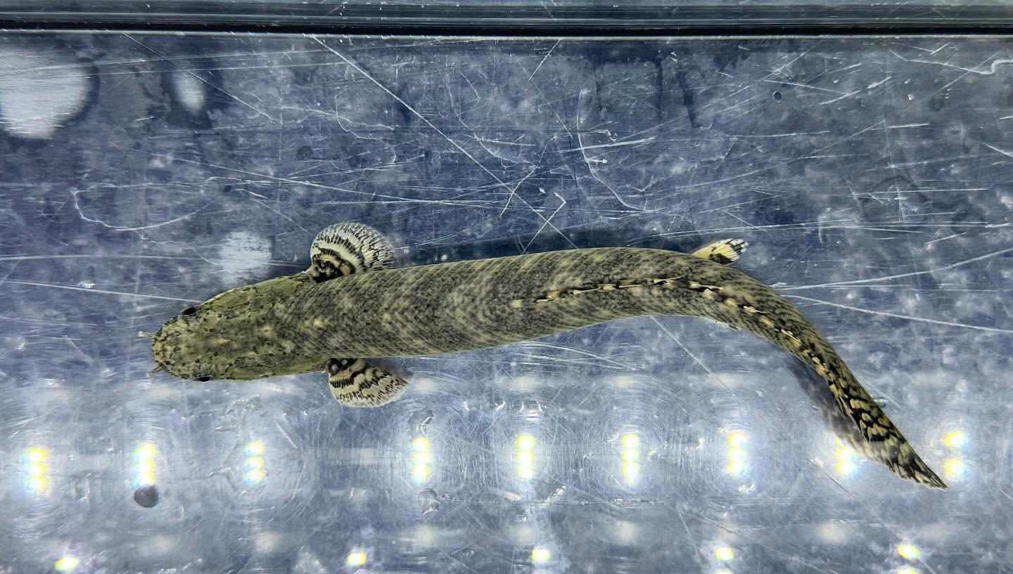 aquastyleg.base.shop/items/115...