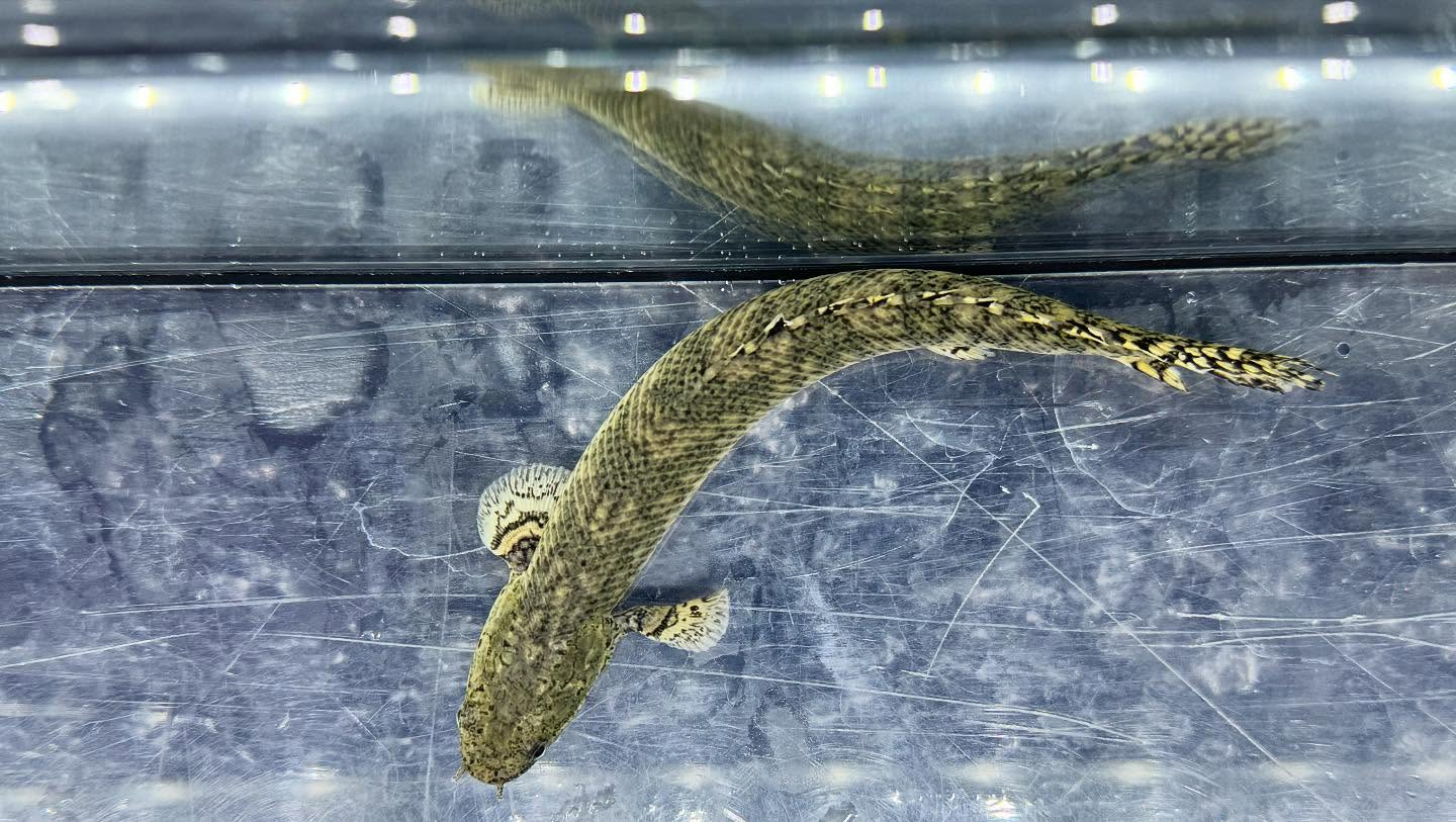 aquastyleg.base.shop/items/115...