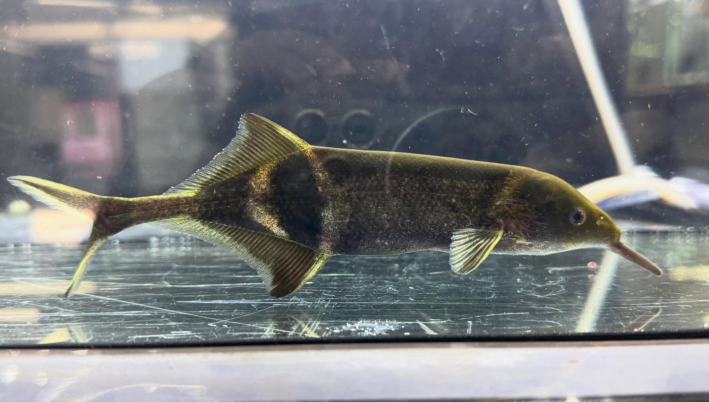 aquastyleg.base.shop/items/116...