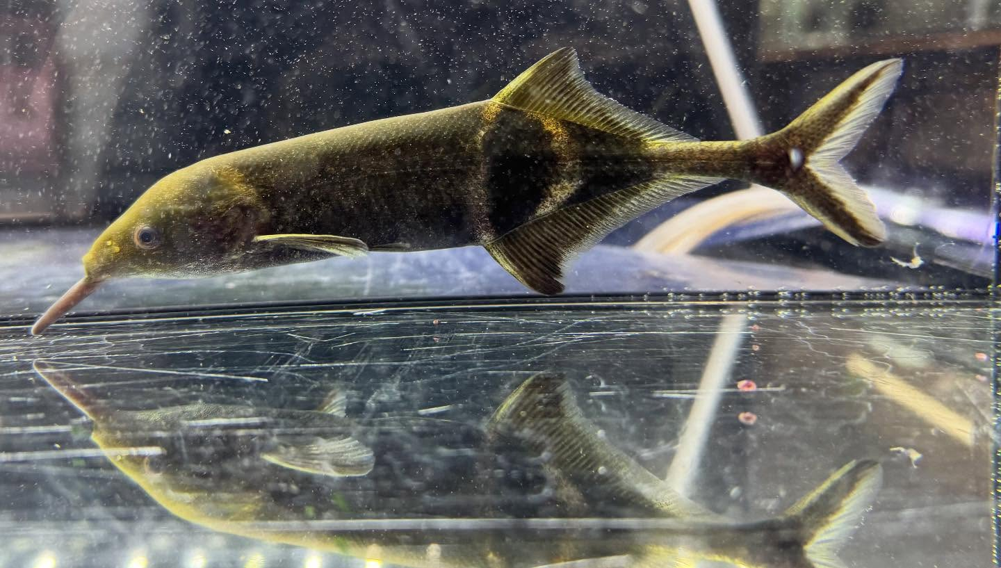 aquastyleg.base.shop/items/116...