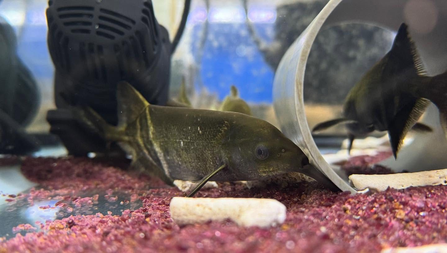 aquastyleg.base.shop/items/116...