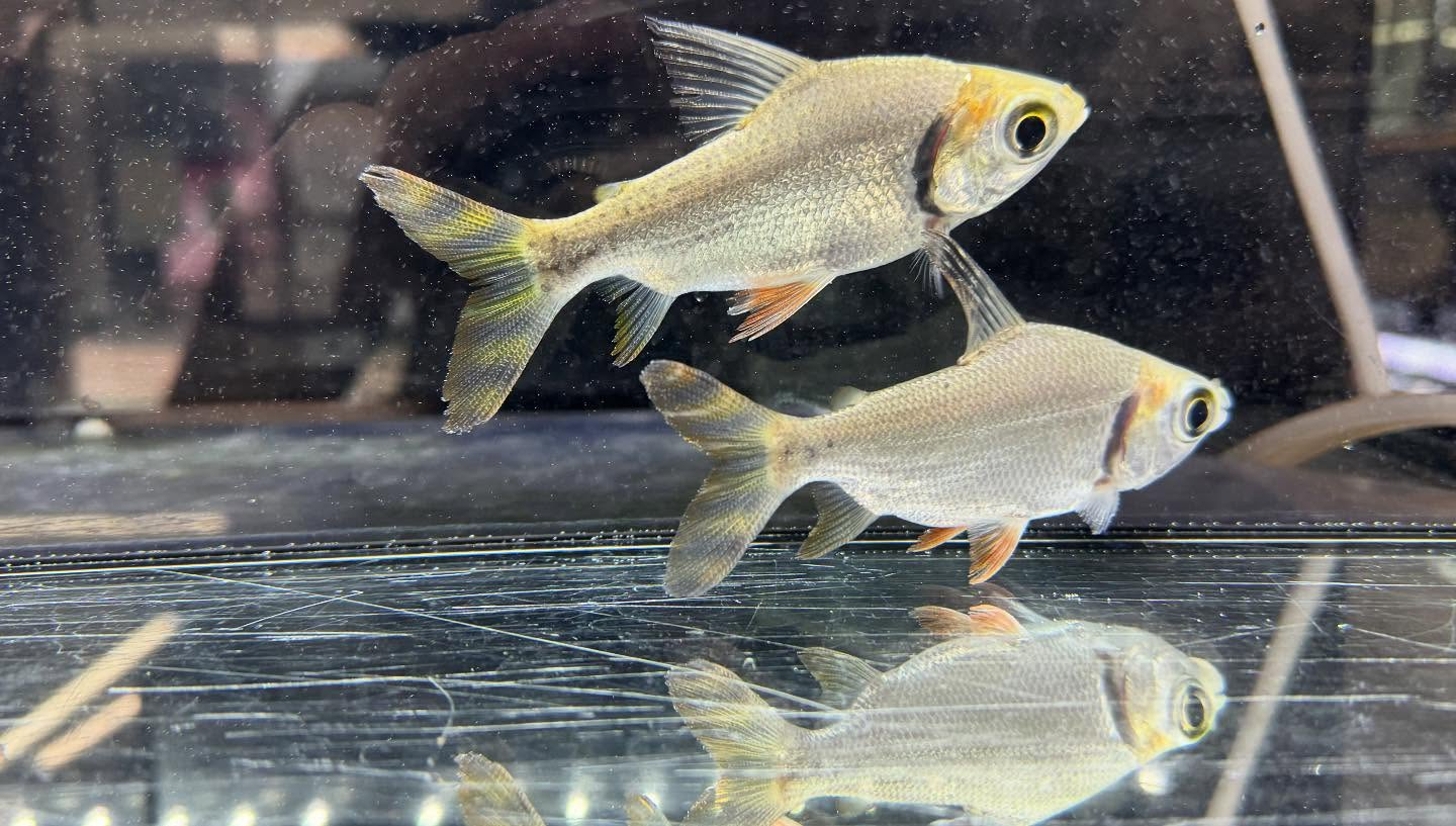 aquastyleg.base.shop/items/118...