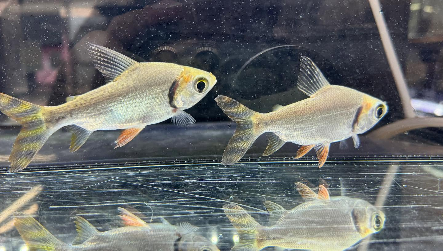 aquastyleg.base.shop/items/118...