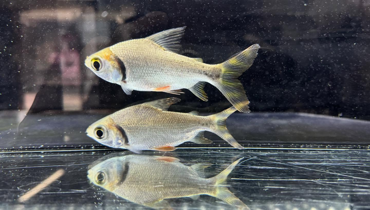 aquastyleg.base.shop/items/118...