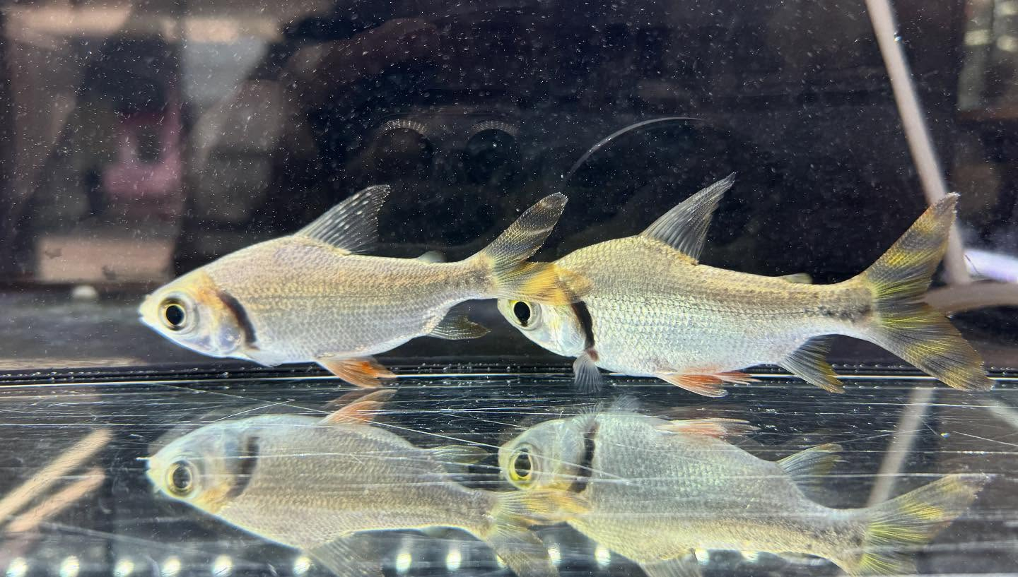 aquastyleg.base.shop/items/118...