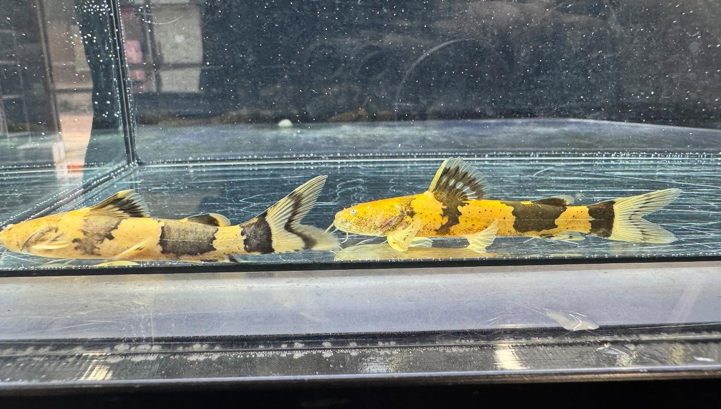 aquastyleg.base.shop/items/118...