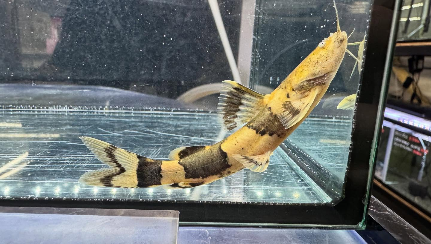 aquastyleg.base.shop/items/118...