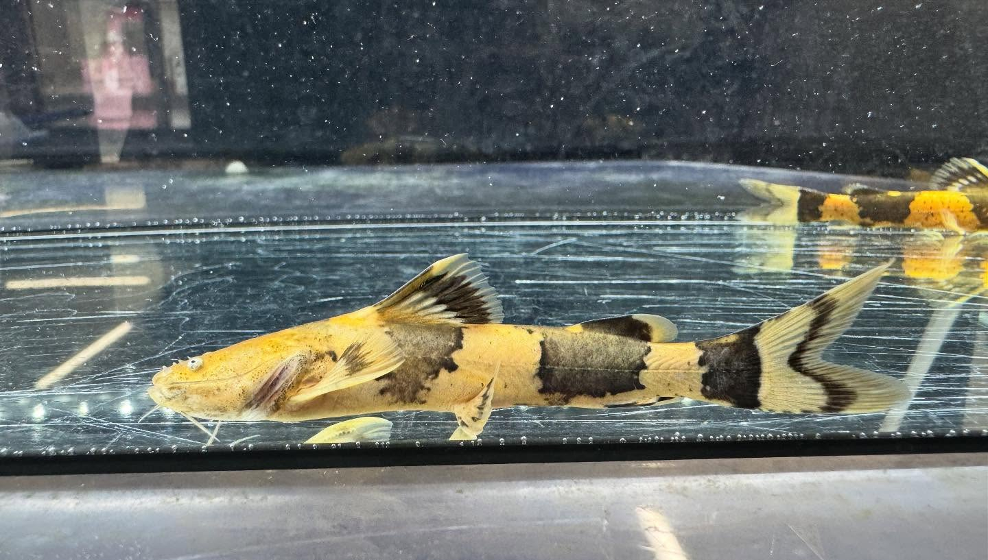 aquastyleg.base.shop/items/118...