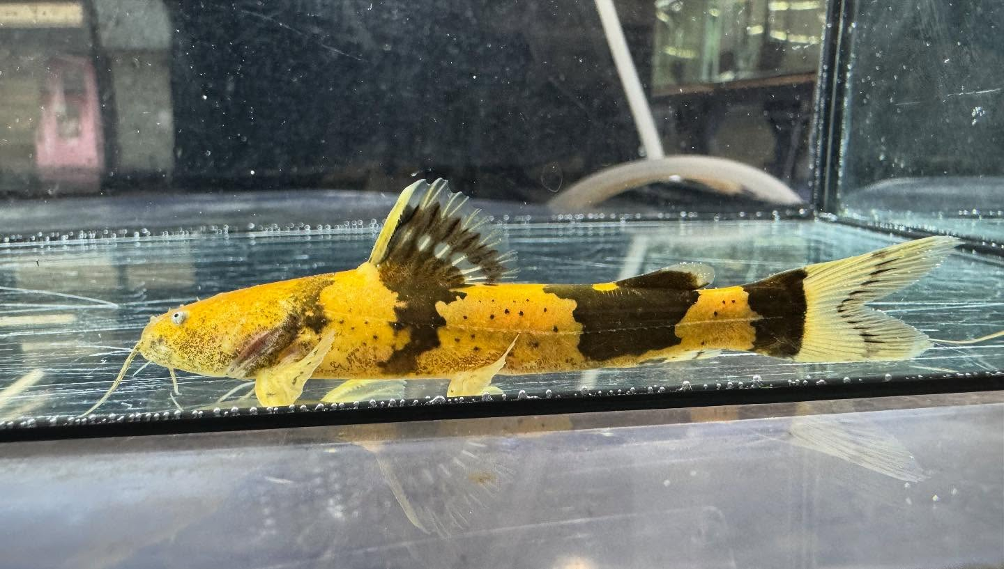 aquastyleg.base.shop/items/118...