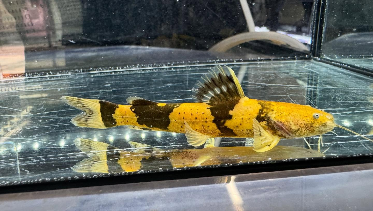 aquastyleg.base.shop/items/118...