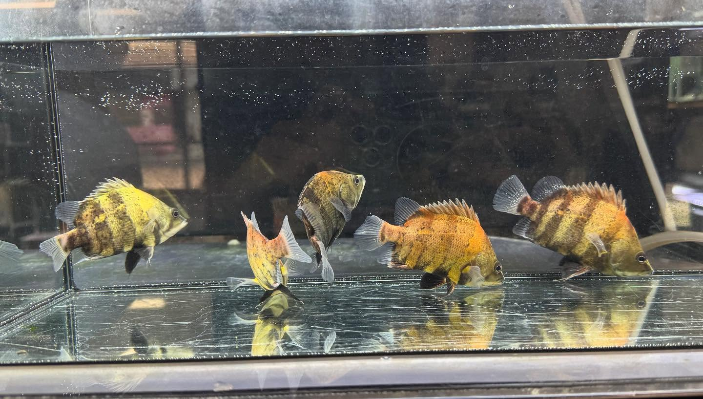 aquastyleg.base.shop/items/118...