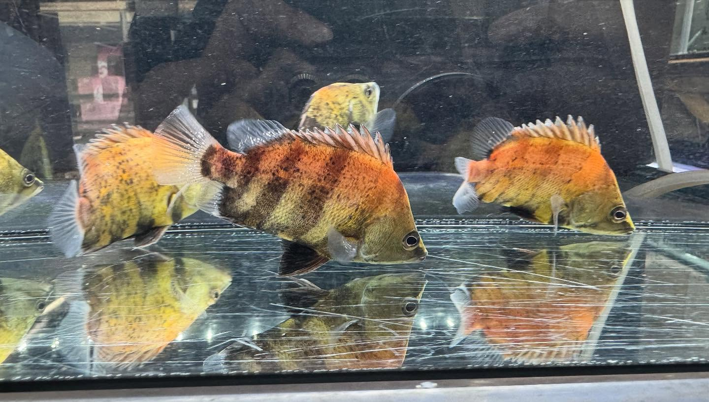 aquastyleg.base.shop/items/118...