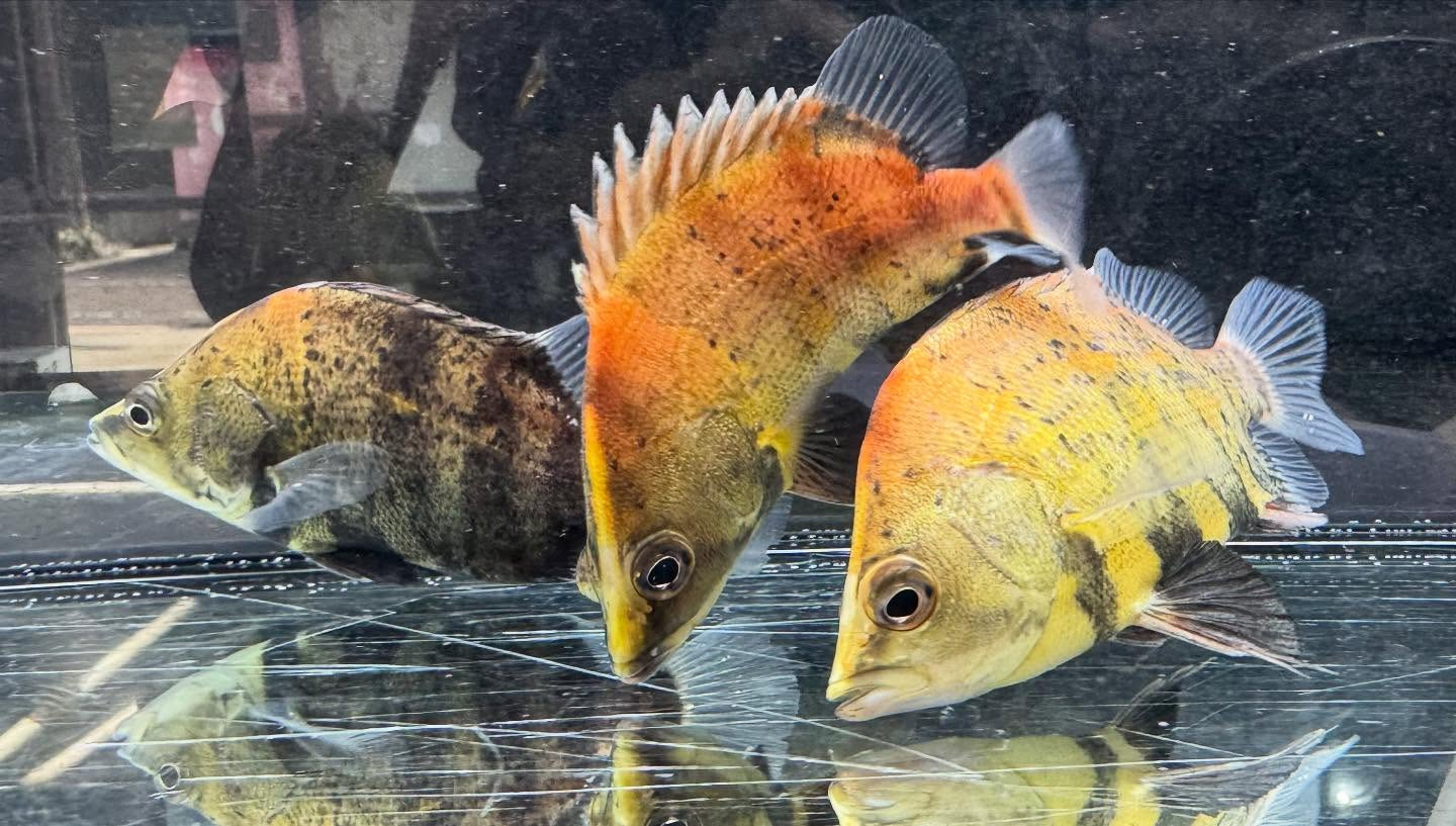 aquastyleg.base.shop/items/118...