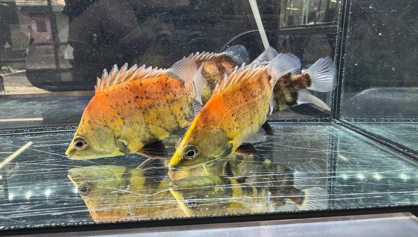 aquastyleg.base.shop/items/118...