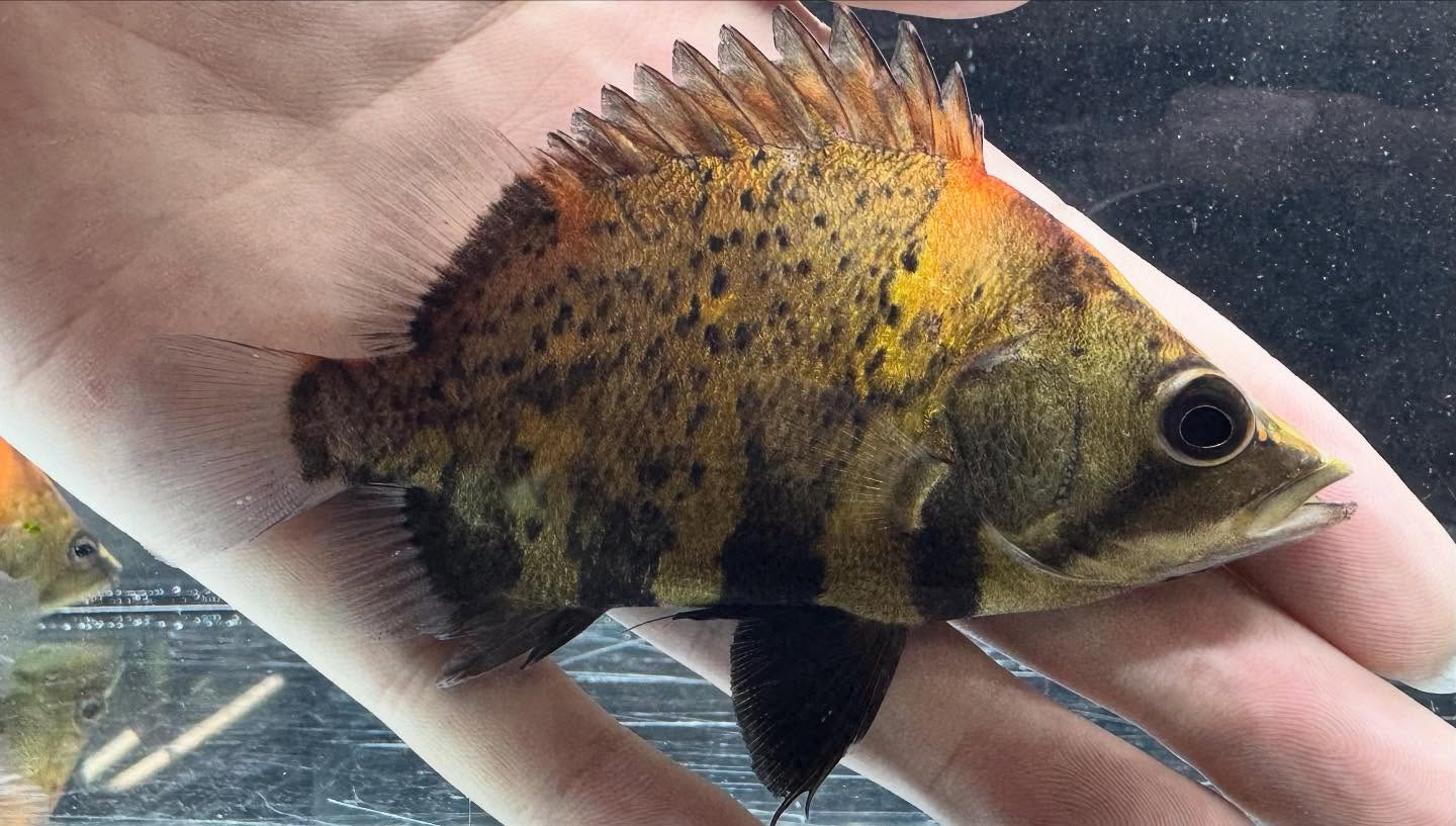 aquastyleg.base.shop/items/118...