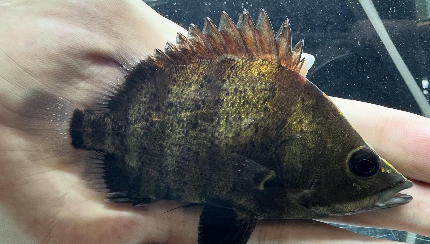 aquastyleg.base.shop/items/118...