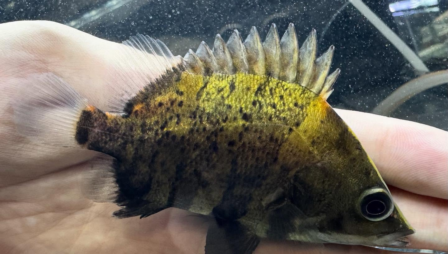 aquastyleg.base.shop/items/118...